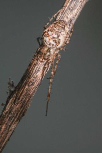 Metellina (mengei-segmentata)