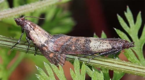 Réf. 289 727 : Plodia interpunctella