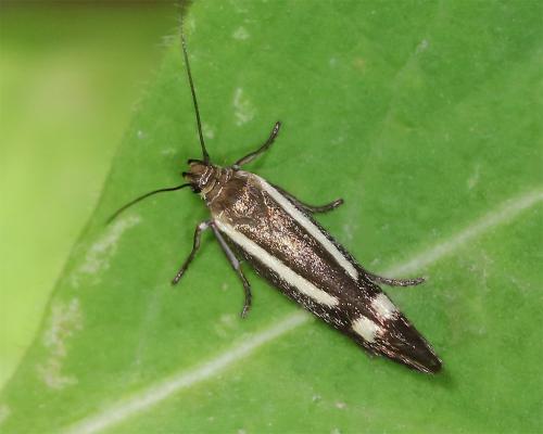 Réf. 289 870 : Scythris sp.