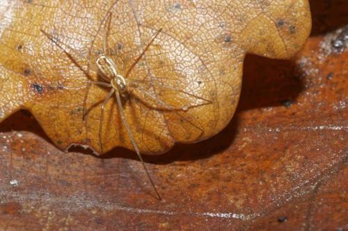Réf. 289 277 : Neriene radiata