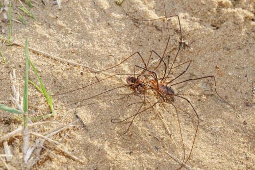 Phalangium opilio