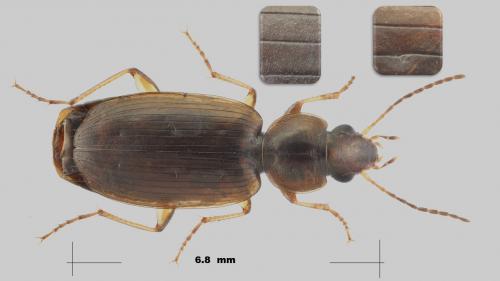 Olisthopus sp.