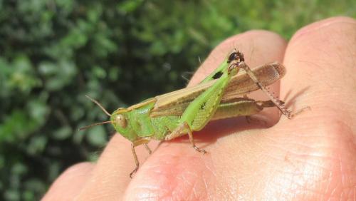 Aiolopus strepens