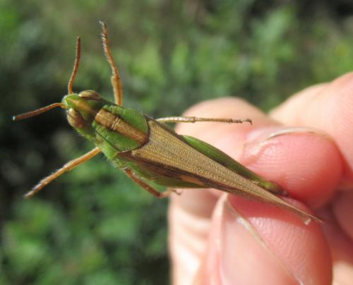 Aiolopus strepens
