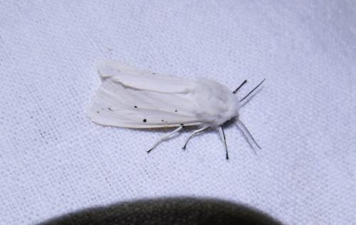 Spilosoma lubricipeda