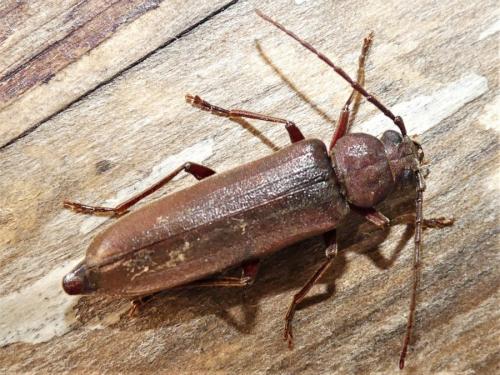 Réf. 289 349 : Arhopalus rusticus