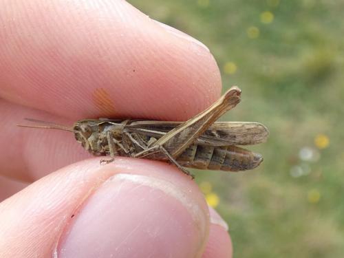 Réf. 289 460 : Chorthippus biguttulus biguttulus