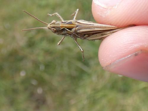 Réf. 289 461 : Chorthippus biguttulus biguttulus