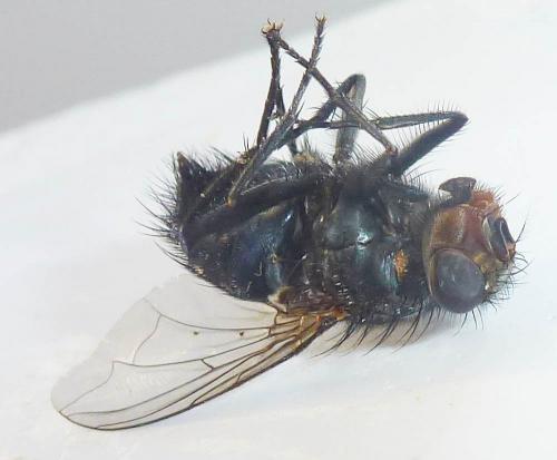 Réf. 289 161 : Calliphora vicina