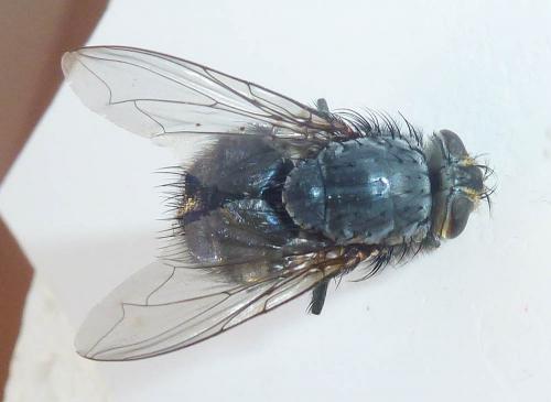 Réf. 289 160 : Calliphora vicina