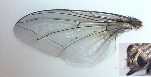 Calliphora vicina