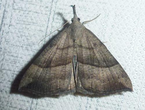 Réf. 289 369 : Hypena proboscidalis