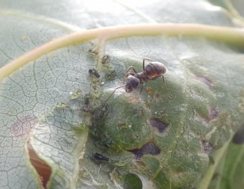 Chaitophorus leucomelas