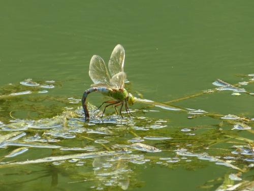 Réf. 289 492 : Anax imperator
