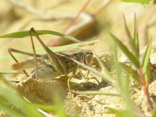 Réf. 289 755 : Platycleis albopunctata albopunctata