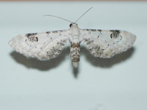 Eupithecia centaureata