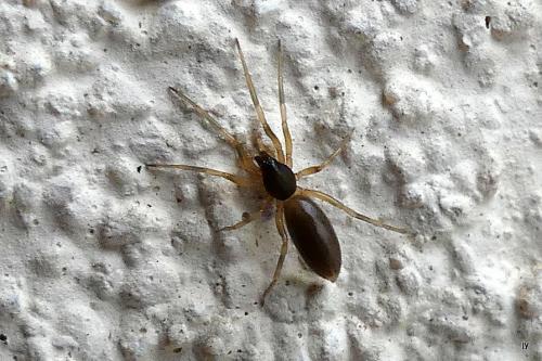 Harpactea hombergi