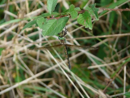 Oxygastra curtisii