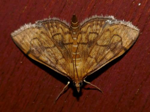 Réf. 289 617 : Anania verbascalis