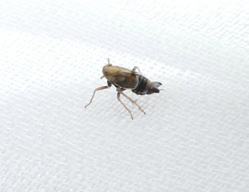 Dicranotropis hamata