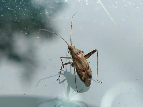 Phytocoris sp.