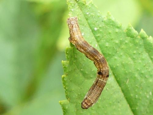Ectropis crepuscularia