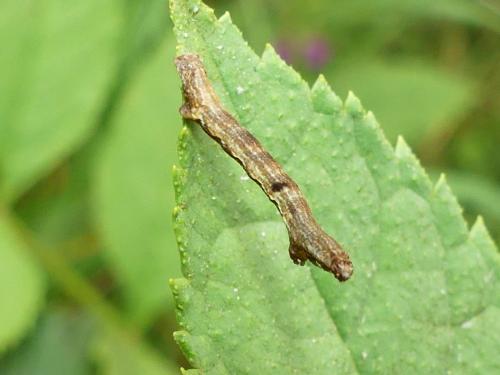 Ectropis crepuscularia