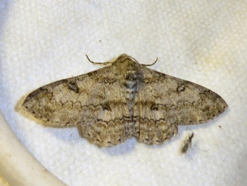 Ascotis selenaria