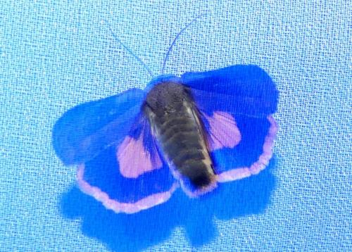 Noctua janthina