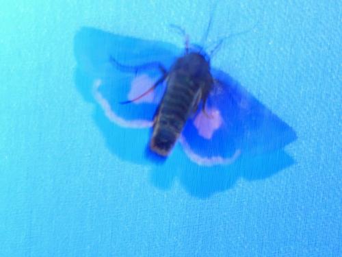 Noctua janthina
