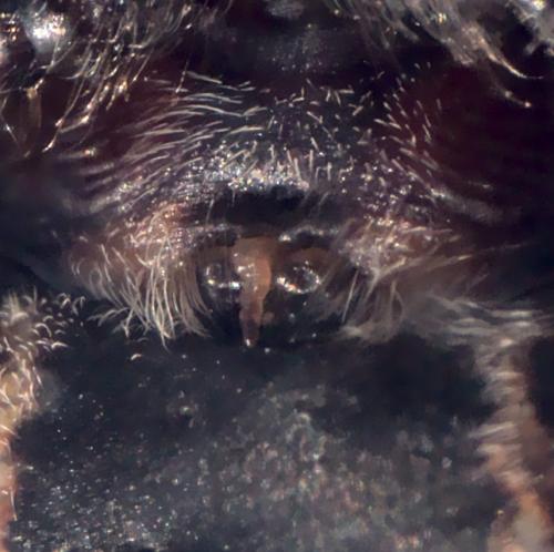 Réf. 289 392 : Larinioides sclopetarius