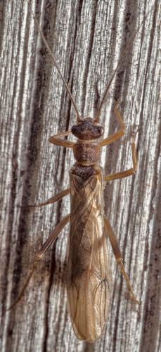 Nemoura cinerea