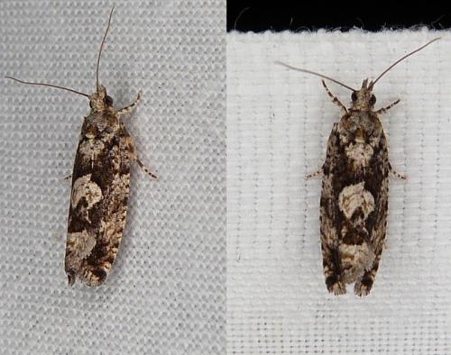 Réf. 289 143 : Zeiraphera isertana