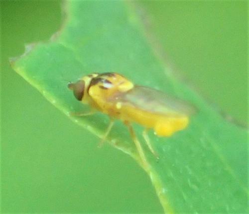 Réf. 289 401 : Thaumatomyia notata
