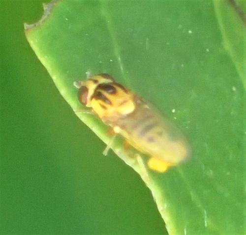 Réf. 289 402 : Thaumatomyia notata