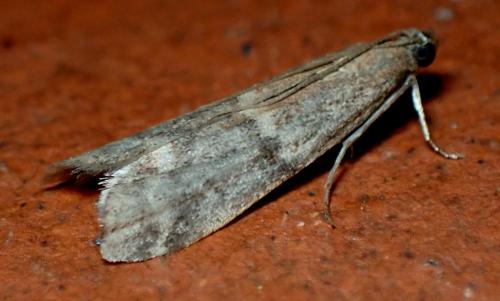 Réf. 289 837 : Ephestia sp.