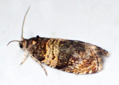 Réf. 289 834 : Celypha aurofasciana