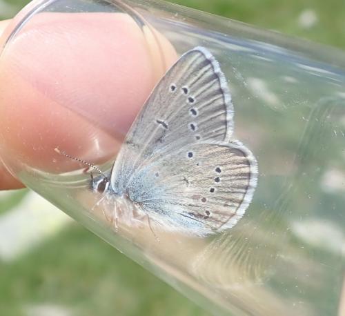 Cyaniris semiargus