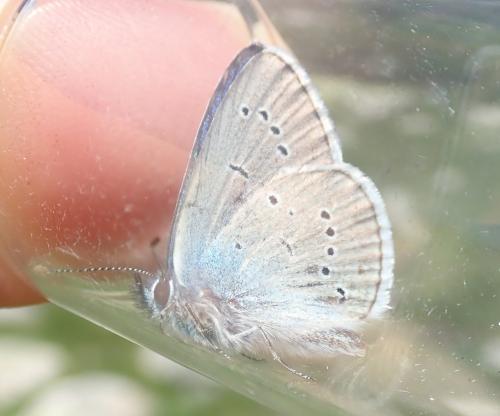 Cyaniris semiargus