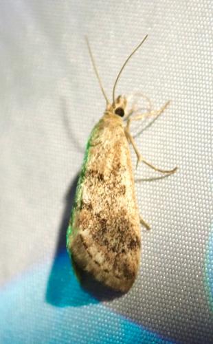 Tegostoma comparalis