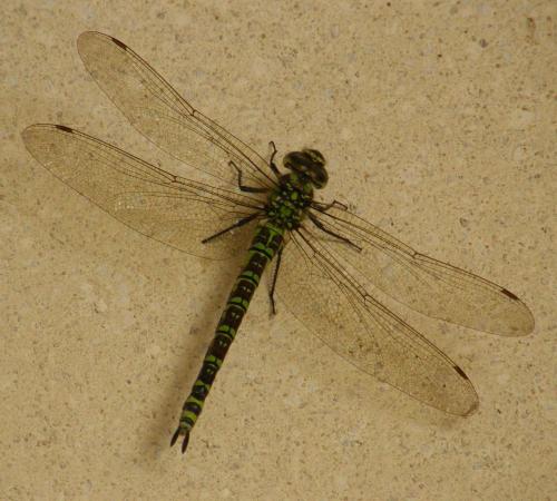 Aeshna cyanea