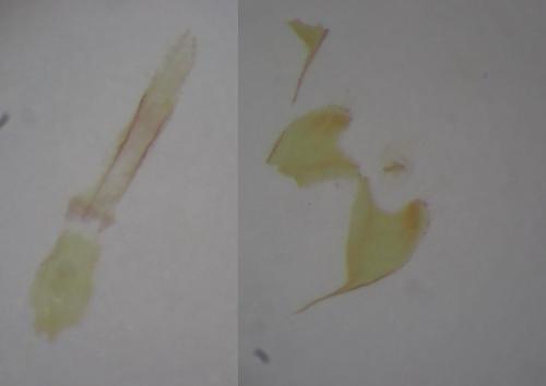 Réf. 289 158 : Coleophora limosipennella