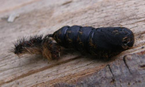 Réf. 289 459 : Lymantria dispar