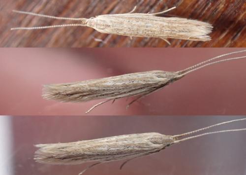 Réf. 289 670 : Coleophora versurella