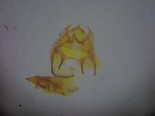 Trifurcula immundella