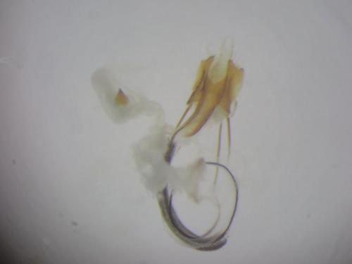 Réf. 289 671 : Coleophora versurella