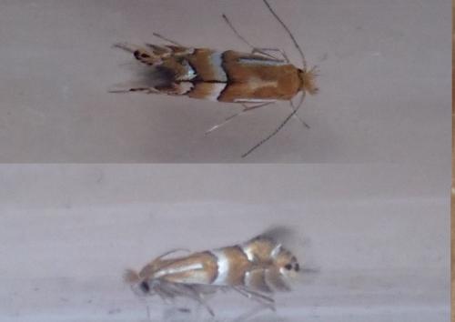Réf. 289 573 : Phyllonorycter ulmifoliella