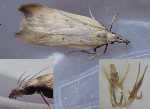 Dichomeris limosella