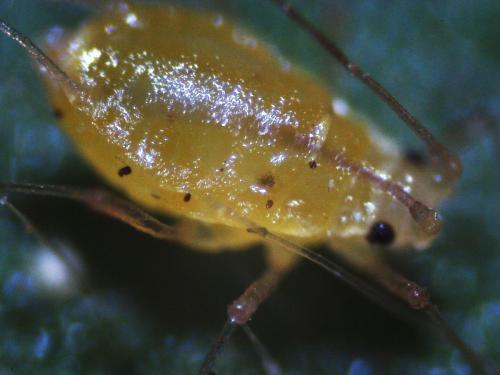 Tubaphis ranunculina