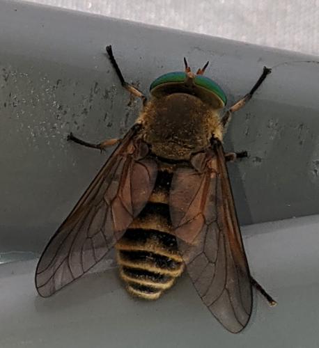Réf. 289 567 : Tabanus sudeticus
